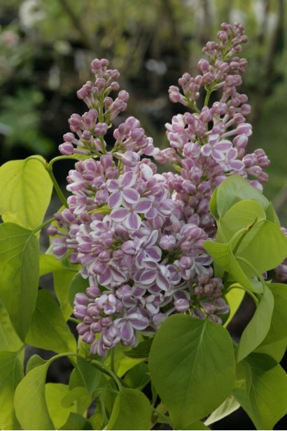 Бузок звичайний Ліла Вандер|Syringa vulgaris Lila Wonder|Сирень обыкновенная Лила Вандер